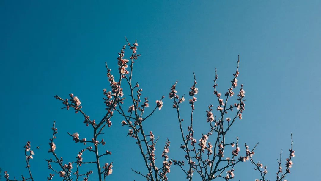 世间最美好的不过人间烟火气,世间最雅的茶