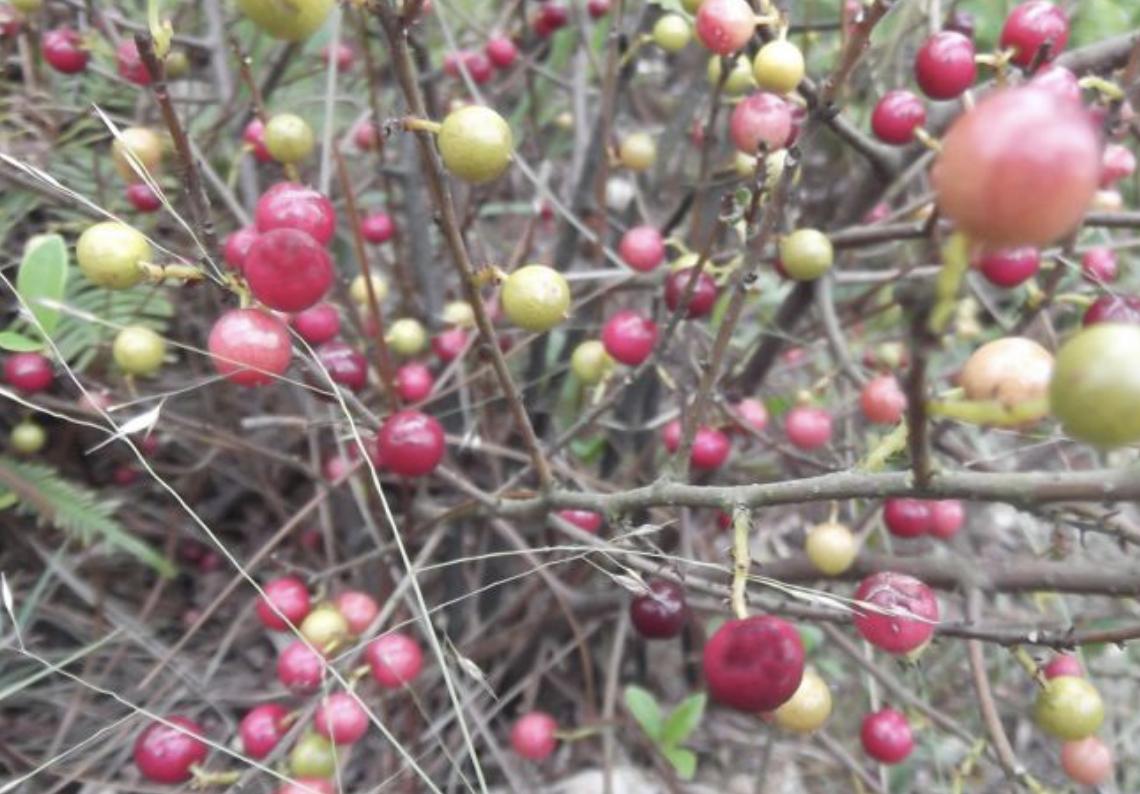 山上一种藤结的果橙红色很酸,山坡上的野果刺梨