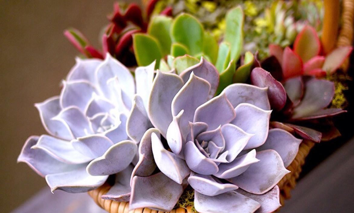 多肉不服盆僵苗了,多肉两个月不服盆僵苗怎么办