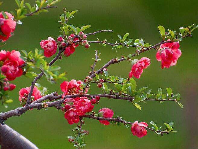 海棠花烂茎了怎么治,海棠花烂叶黄叶怎么办