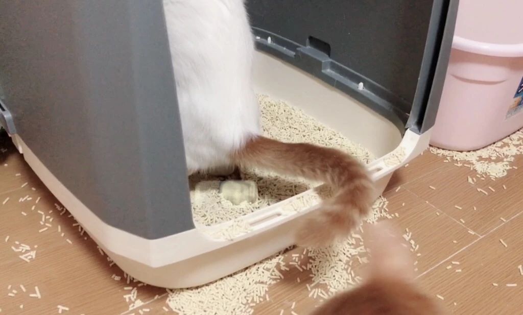 幼猫会用猫砂盆为什么还尿床呢,猫会用猫砂尿床怎么纠正