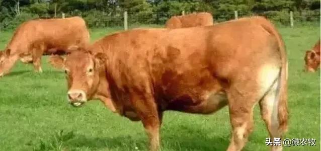 养牛不懂品种是不行的!牛品种大全!转了!