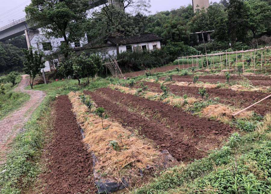 秋葵好吃法,秋葵最营养的做法