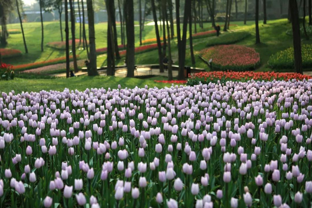 成都石象湖国家级生态园,成都石象湖风景区