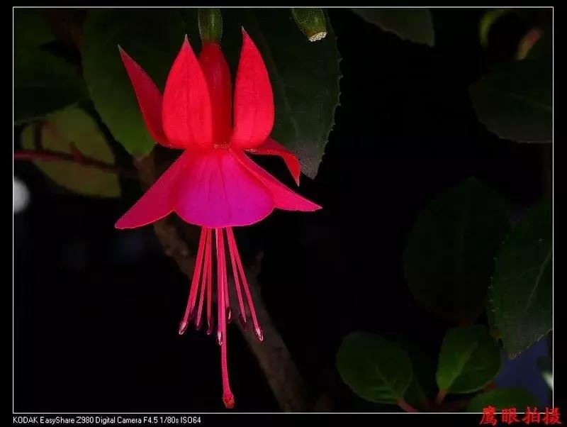 惊艳倒挂金钟,惊艳倒挂金钟图片