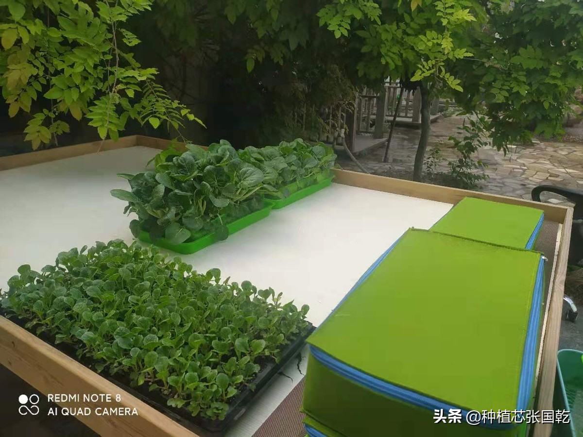 枸杞芽苗菜种植技术,室内枸杞芽苗菜的种植方法