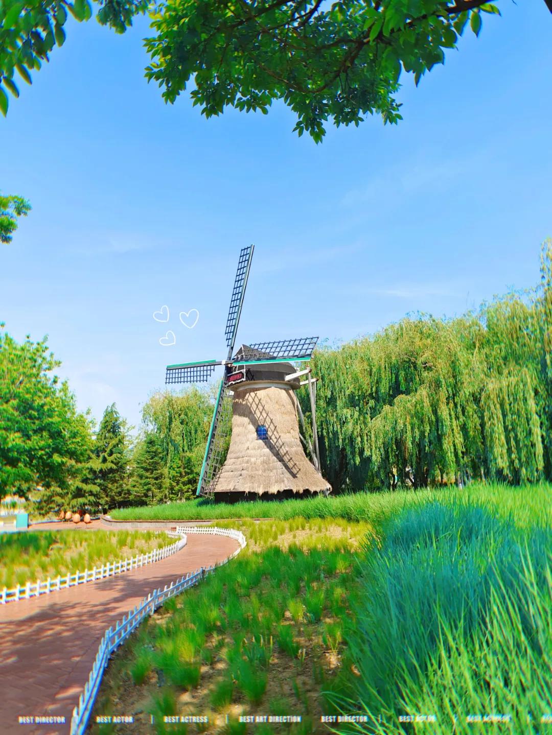 青岛粉黛花海拍照,青岛好看的拍照地怎么拍