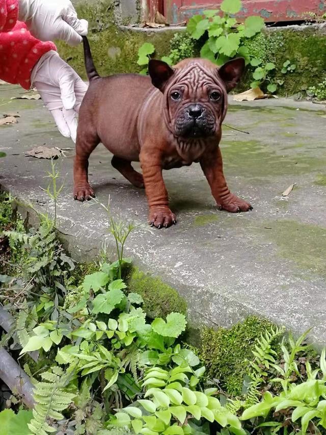 重庆九龙坡川东猎犬基地,川东重庆犬