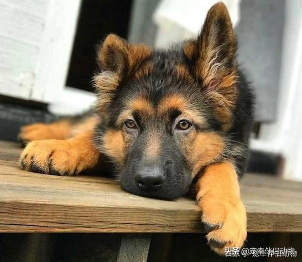 导盲犬到底有多难变成导盲犬,哪些品种的狗狗可以当导盲犬