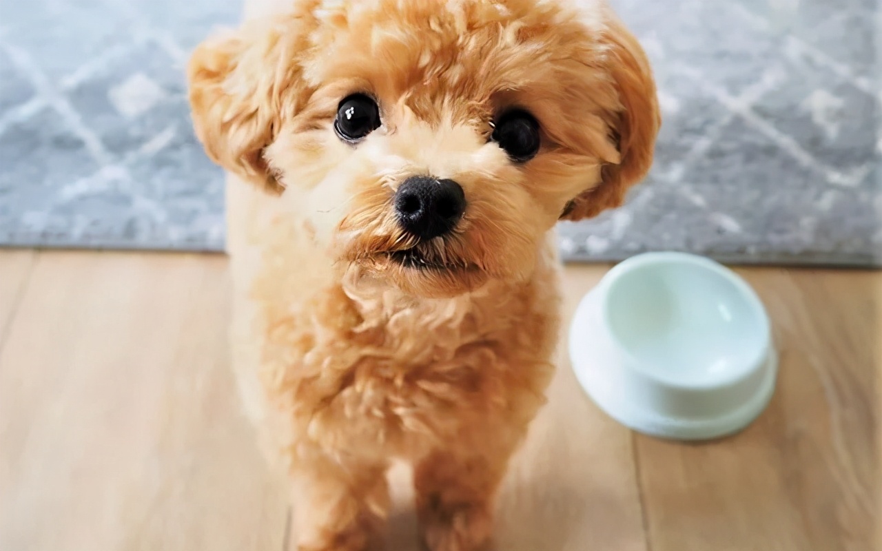 狗狗挑食特别严重怎么办,狗狗挑食最多能饿几天