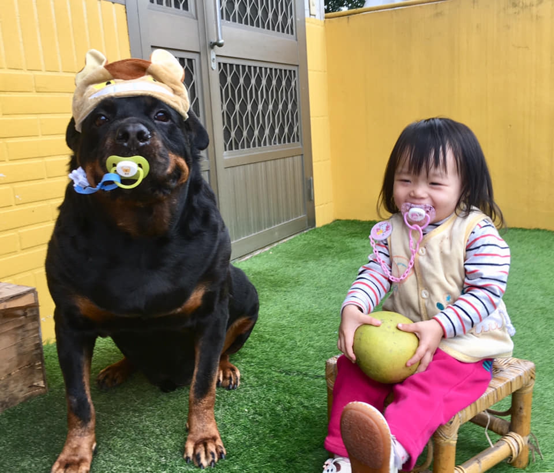 罗威纳成为奶奶的拐杖,120斤罗威纳犬视频