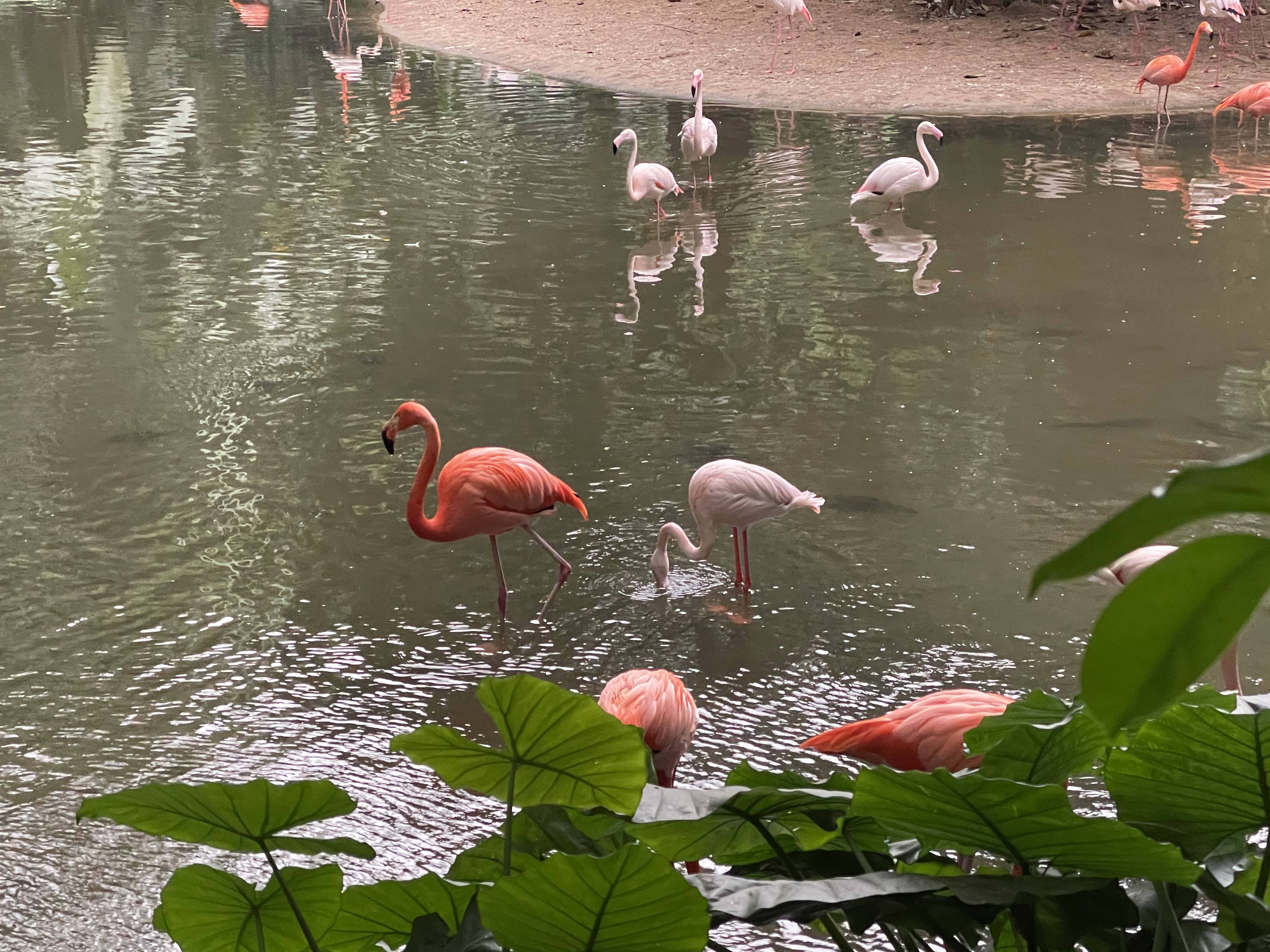 广州长隆野生动物园游玩攻略最新,长隆野生动物园亲子游三天