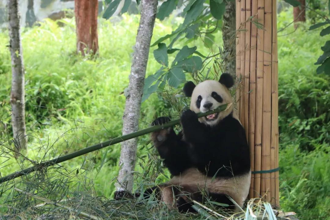 宝兴定制客运网约车,雅安宝兴车站