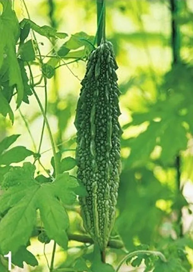 苦瓜开花坐果长不大怎么回事,苦瓜为什么老是开雄花不开雌花