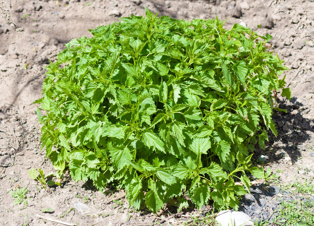 荨麻叶和花椒煮水喝能治湿疹吗,荨麻草药能治风湿吗