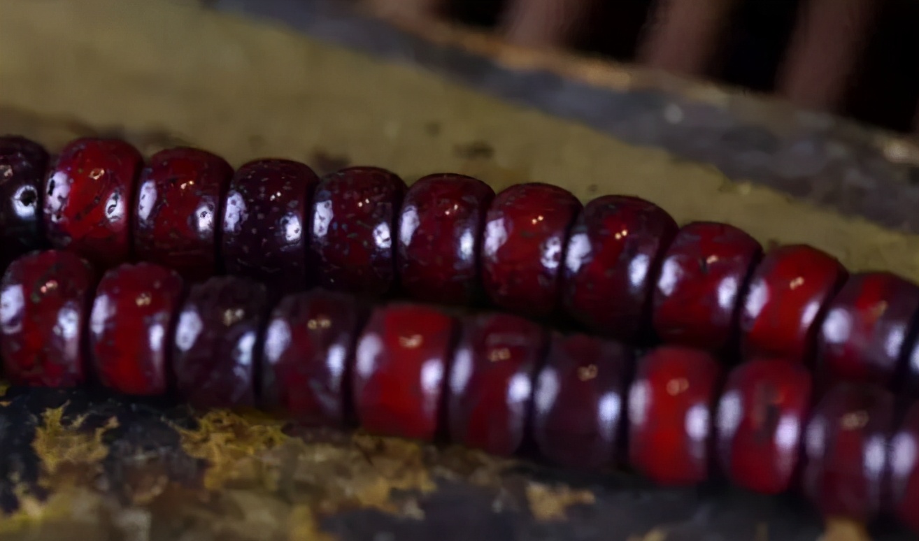 星月菩提中最高形态,星月菩提各个时期的变化