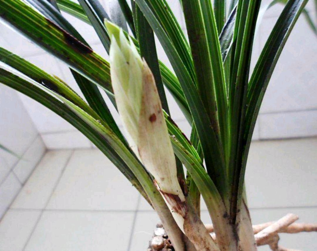 大花蕙兰花苞怎么养护,蕙兰有花苞后怎么养护