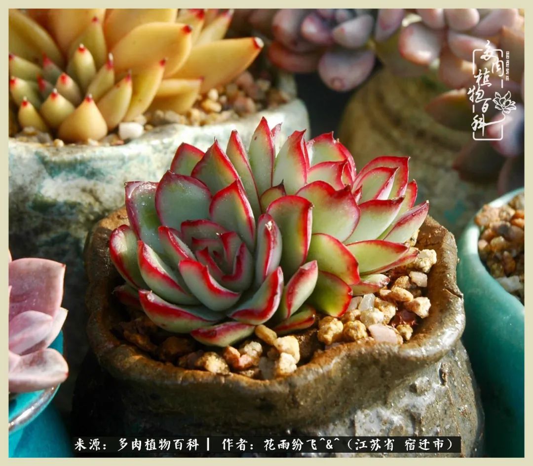 我家老臧：从反对到爱屋及乌的多肉守护人