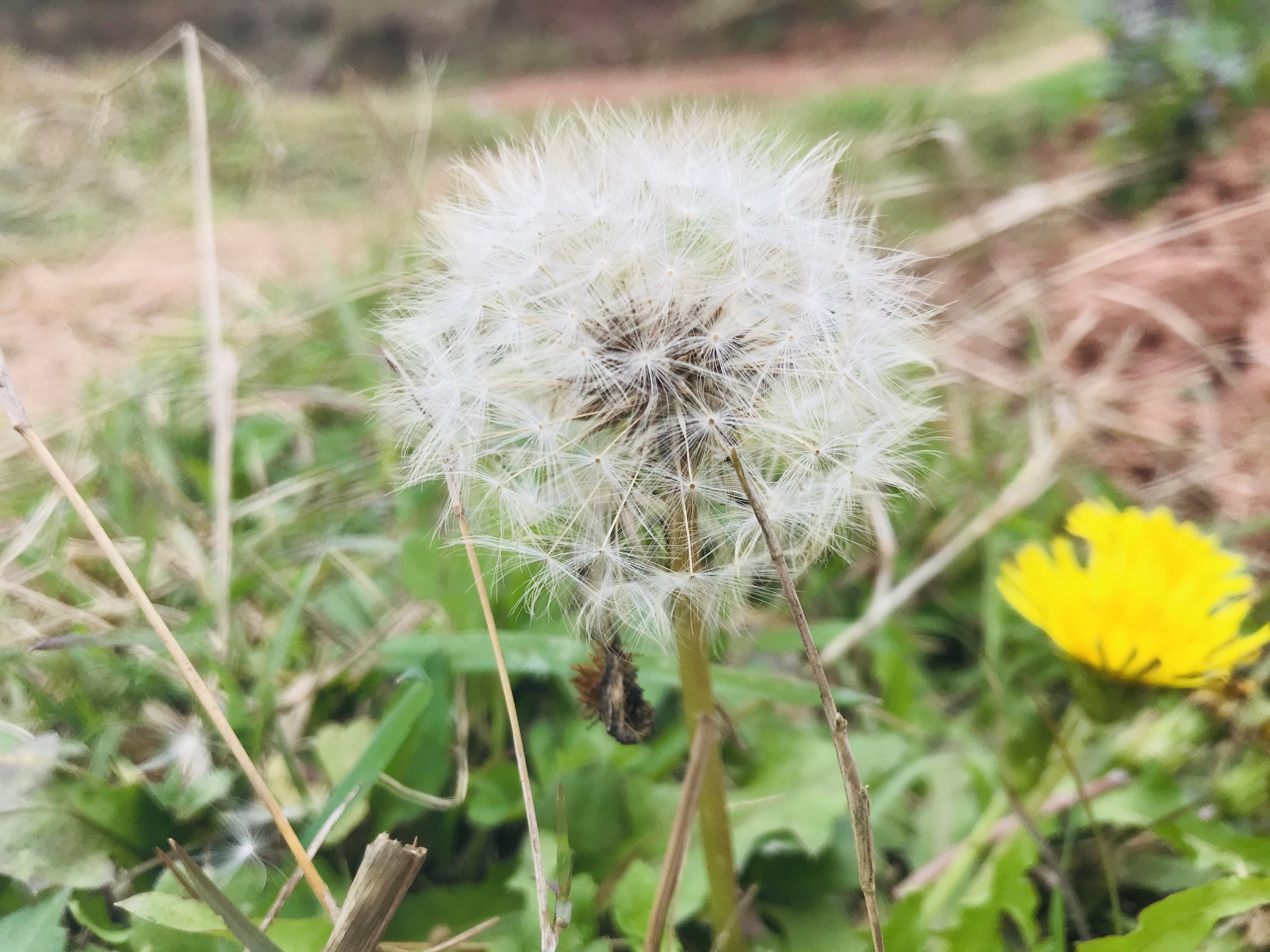 不起眼的农村小生意值得推荐,农村不起眼的暴利小生意
