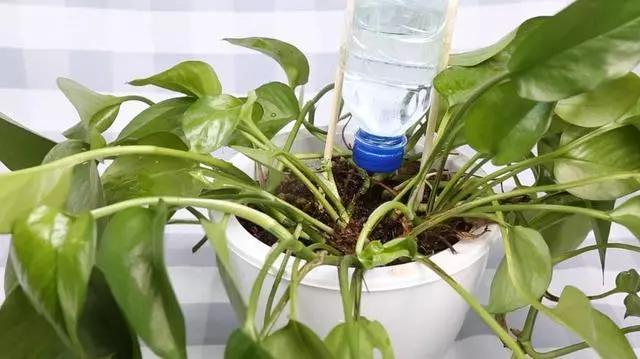 用塑料瓶做养花神器的喷壶怎么做,塑料瓶养花神器