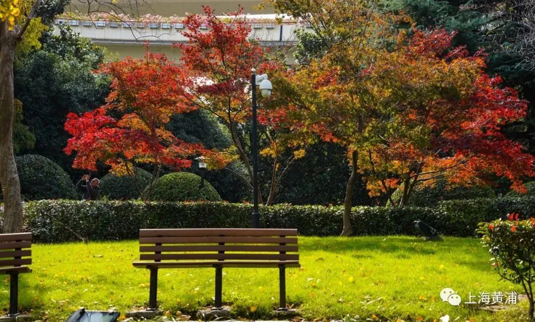 深秋回暖，安排！沪上各区的深秋美景，你准备好打卡了吗？