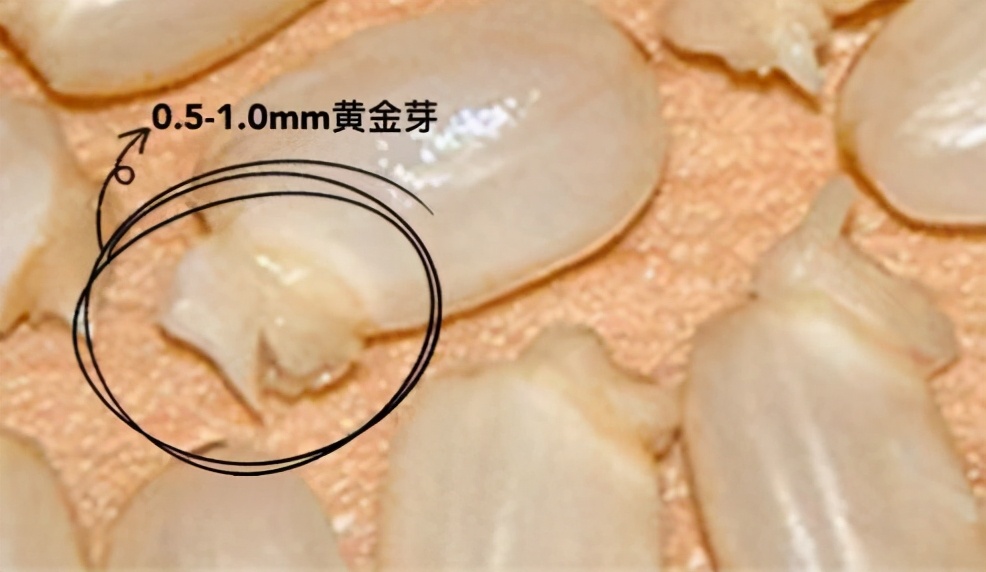 糙米发芽营养跟没发芽一样吗,糙米发芽了还能吃吗