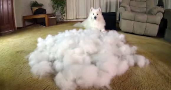 微笑天使萨摩耶犬,微笑天使萨摩耶好养吗