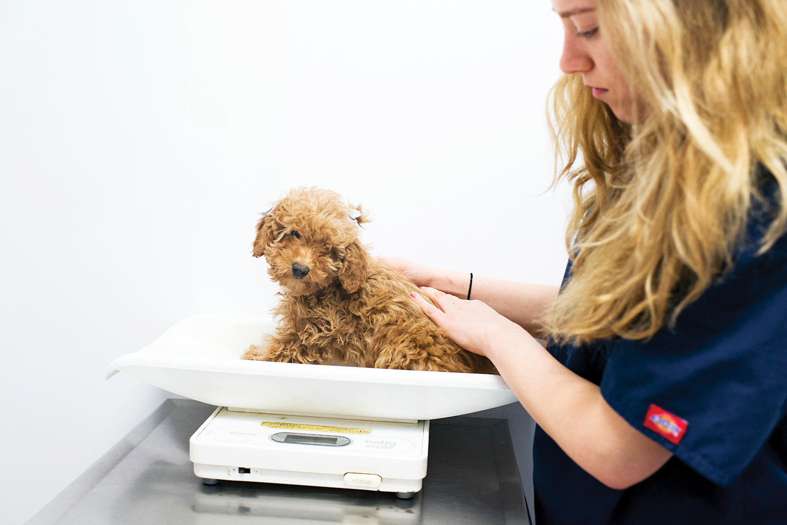 泰迪不吃普通狗粮该怎么办,泰迪不吃东西怎么解决