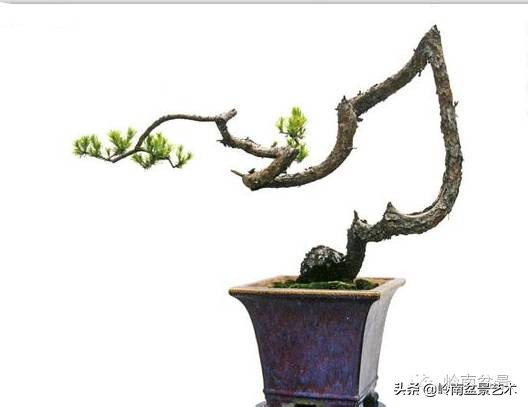 素仁格与文人树，你怎么看？