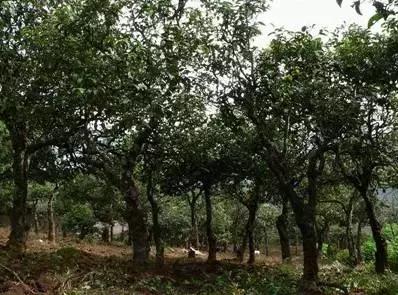 普洱茶藤条分布在哪里,普洱茶的茶山分布之四大茶区