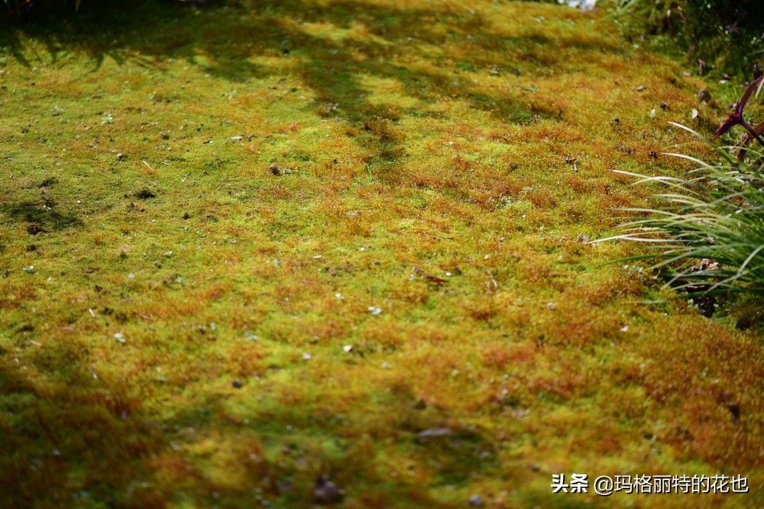 种植苔藓养护方法,苔藓怎么养护才能长得好
