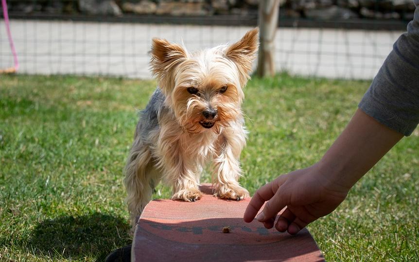狗狗先训练什么,训练狗狗是不是让它先饿着