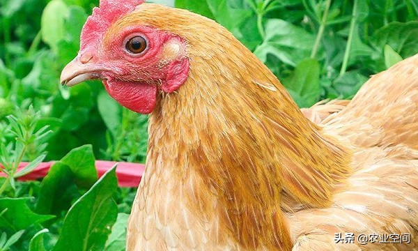 草鸡怎么养最好,草鸡养法