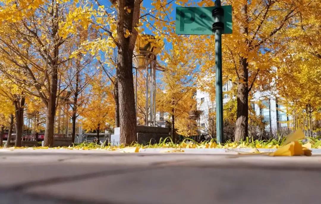 辽宁省普通高等院校,辽宁省沈阳本科大学