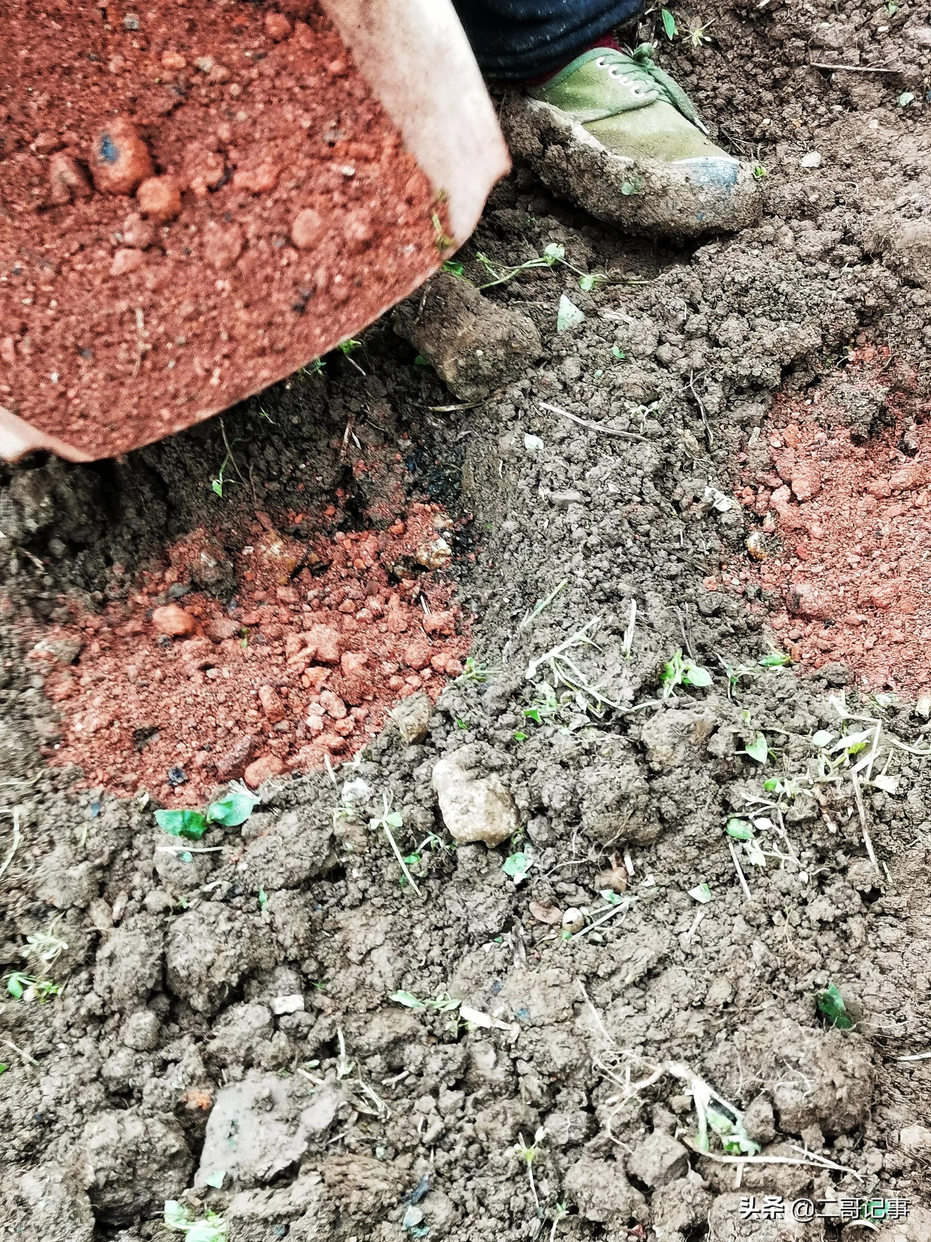 生姜苗发黄枯死怎么治,种生姜切开变黑是怎么回事