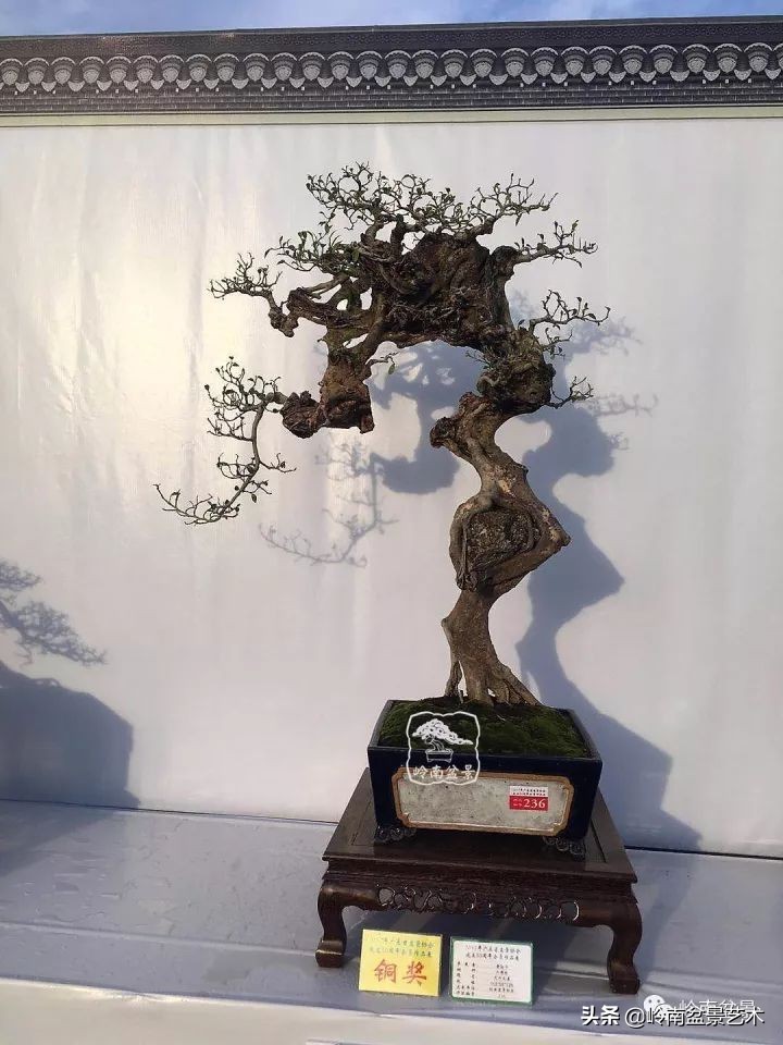 以根代杆下细上粗式盆景图片,十种适合吊着养的盆景