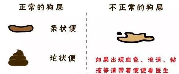 狗狗健康指数监测,如何从狗狗粪便判断狗狗是否健康