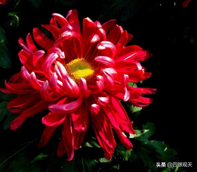 毗蓝婆的丈夫,毗蓝婆老公是谁