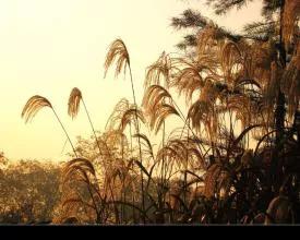 心灵休憩园,心灵栖息园