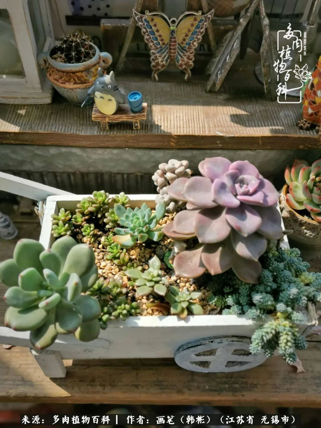 阳台多肉花园简直美翻了,适合男生养的多肉
