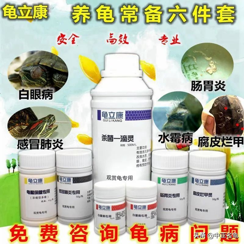 新手养水龟最好养什么龟,新手养半水龟哪个品种好