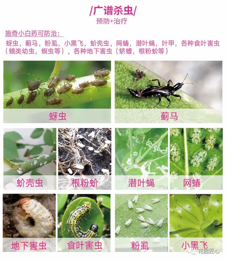 预防植物病虫害用什么药,植物病虫害防治的基本方法