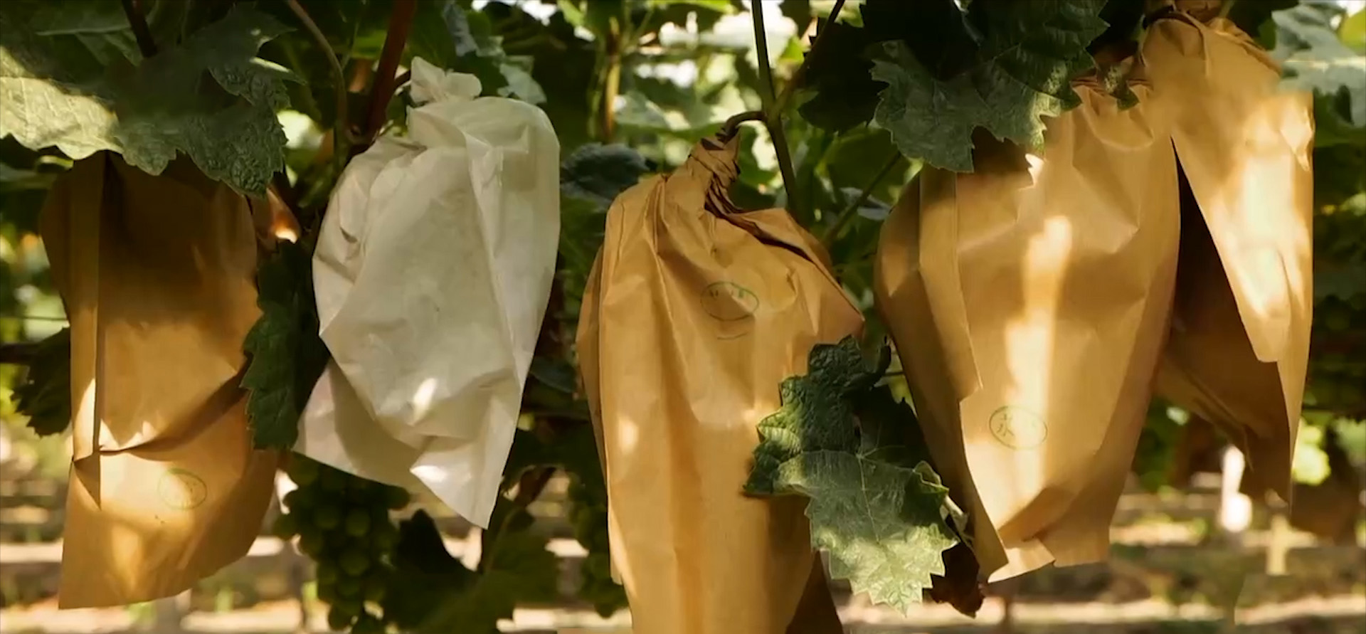 农村种植葡萄一年收入,农村种植葡萄年入500万