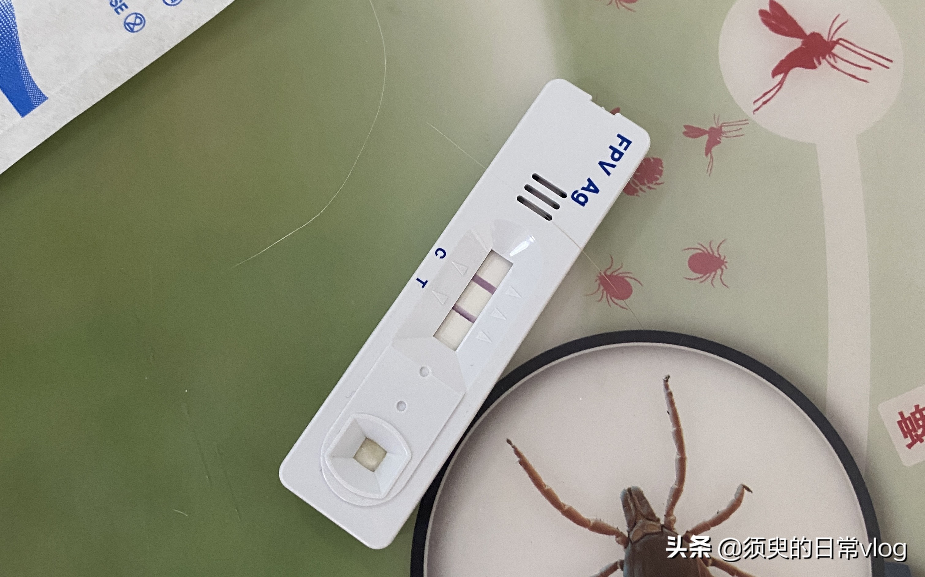 猫瘟救助过程全记录，献给需要帮助的猫奴们