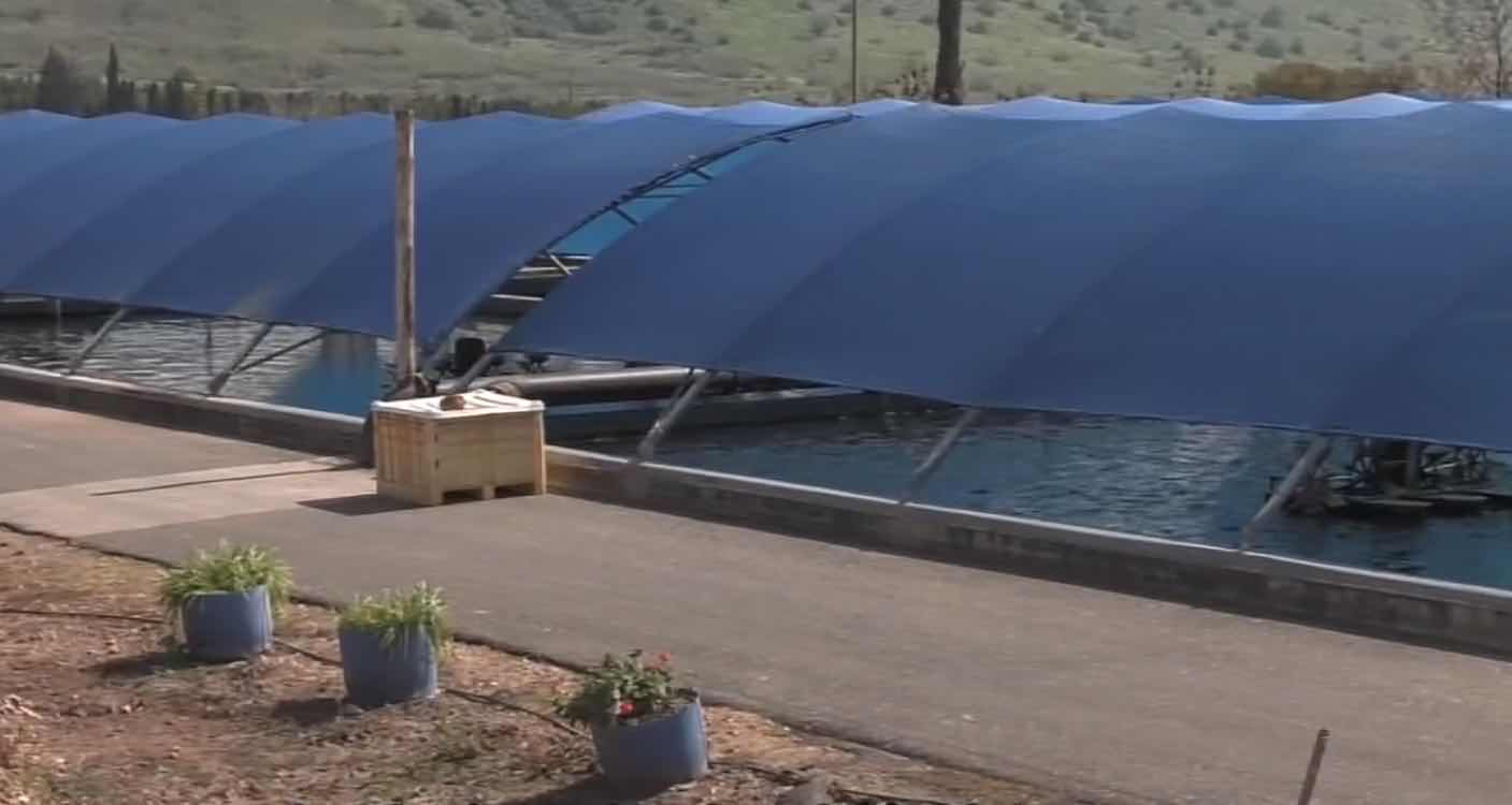 刘树明：绿水青山中的黑金——以色列鱼子酱