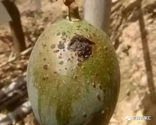 芒果角斑病能彻底治愈吗,芒果角斑病是怎样引起的