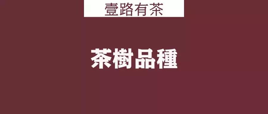 如何成为一名懂茶人,如何快速成为茶专家