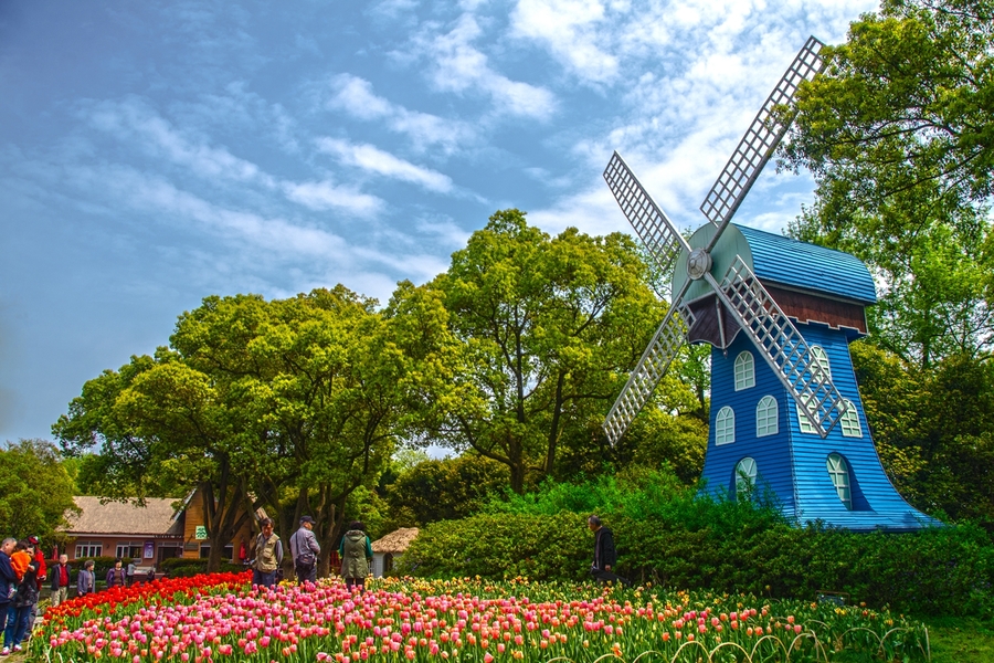 为看郁金香飞一趟荷兰？无锡人说：别傻了！来无锡梅园吧