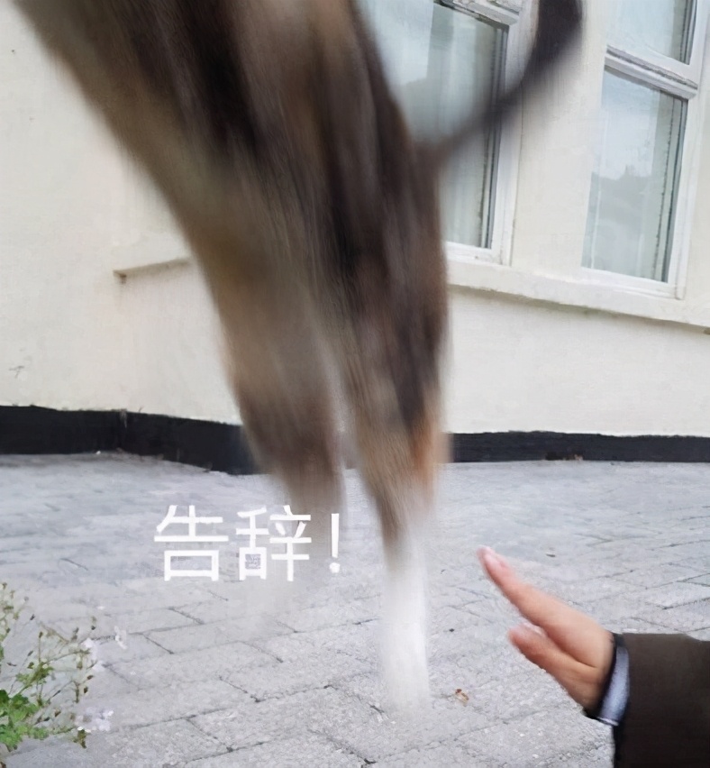 号称年营收超过3亿，拥有100多名前招生官的某留学中介跑路了