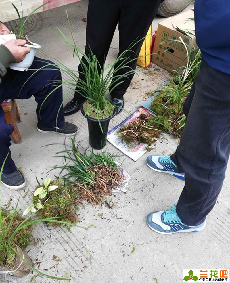 现在兰花有特别贵的吗,兰花各种种类的价格